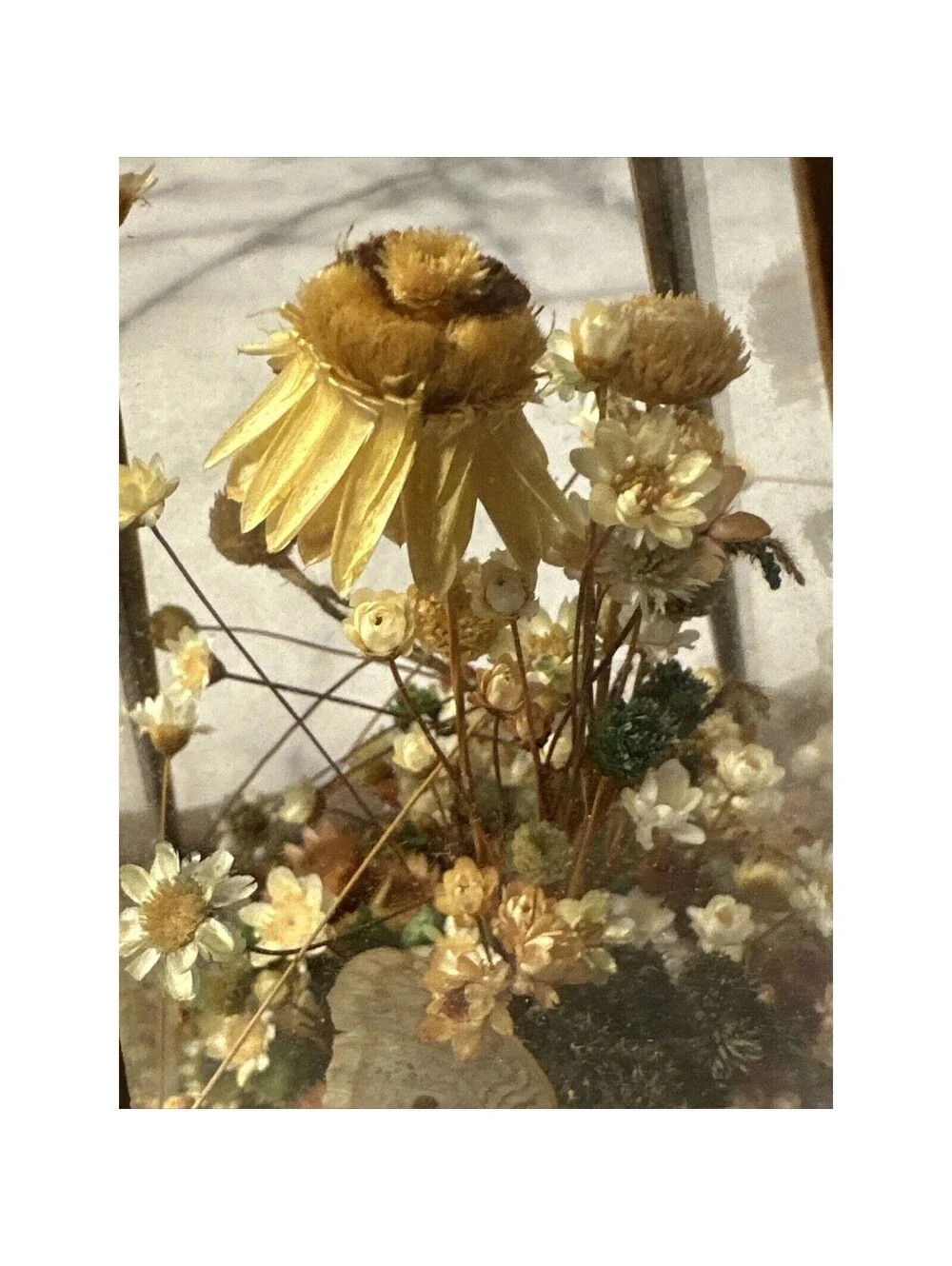 Vintage Dunston Glass Enclosed Dried Butterfly Flower Arrangement Brazil 9x 5